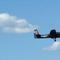 Tigercat 16